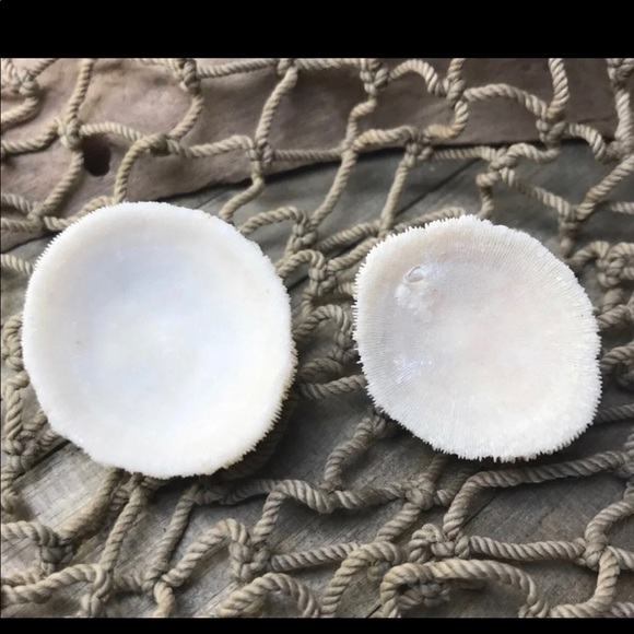 COPY - (2) Real Mushroom Cap Corals Lot - Picture 11 of 11